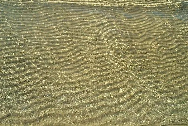 Del Gelsomino